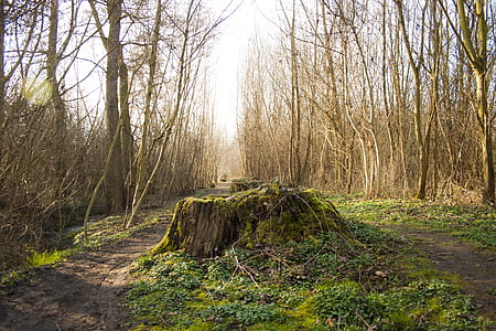 pathway surrounded by trees thumbnail