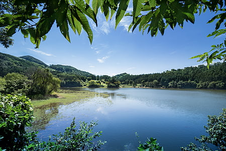 landscape photo of marsh near forest thumbnail