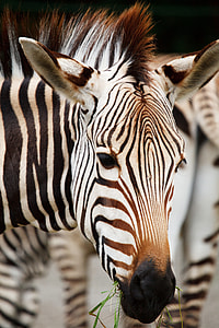 shallow focus photography of zebra thumbnail