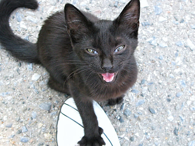 short-furred black cat sitting on gray surface thumbnail
