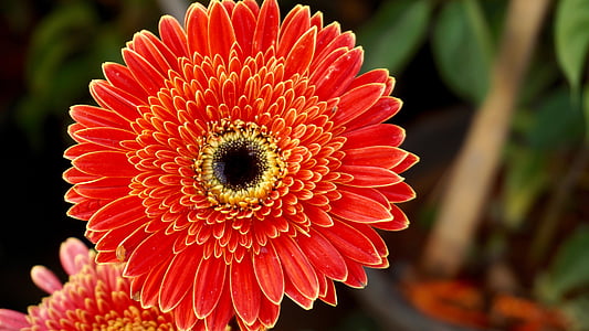 red-petaled flower in close-up photo thumbnail