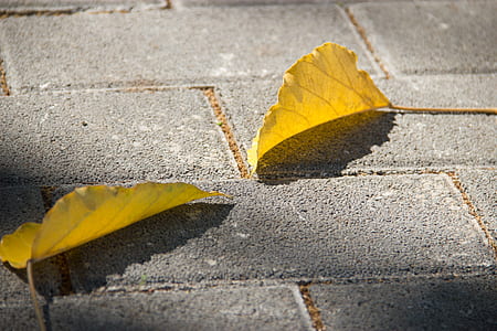 two dry leaves thumbnail