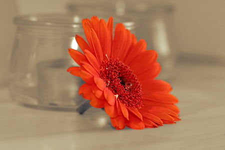 red Gerber daisy flower on table thumbnail