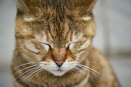 orange tabby cat in focus photography thumbnail