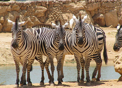 zeal of zebras thumbnail