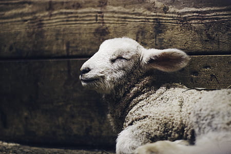 close shot of sheep thumbnail