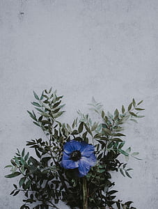 purple flowering plant thumbnail