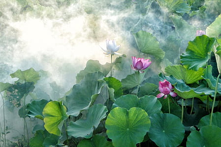 green taro plant artwork painting thumbnail