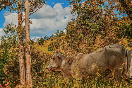 brown cow on green grass fiels thumbnail