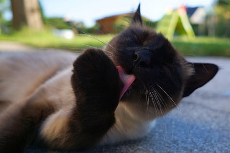 Siamese cat on floor thumbnail