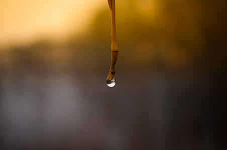 Tilt Shift Photo of Water Droplet thumbnail