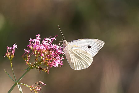 white brimstone butterfly on pink flower thumbnail