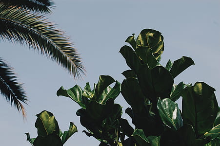 green tree during daytime thumbnail