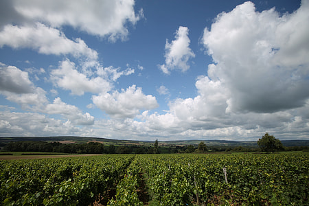 green vegetable field under blue and cloudy sky at daytime thumbnail