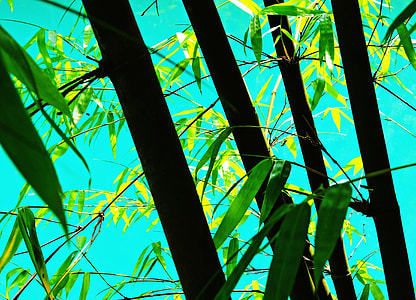 bamboo leaf thumbnail