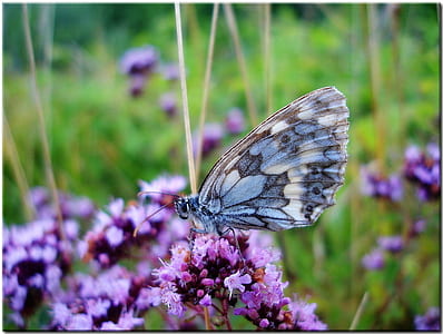 shallow focus photography of gray butterfly on purple Lavender thumbnail