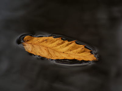 yellow leaf on water thumbnail