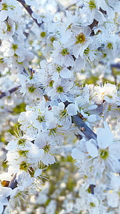 close-up photography of white cherry blossom tree thumbnail