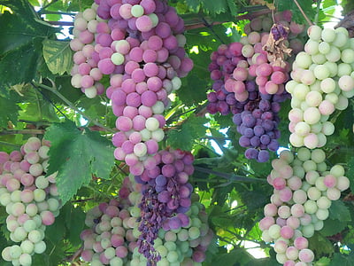 bunch of grapes thumbnail