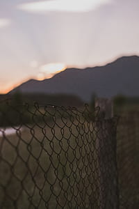 selective focus photography of chicken link fence thumbnail