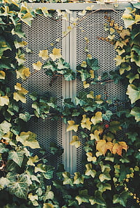 green and yellow leaves on gray surface thumbnail