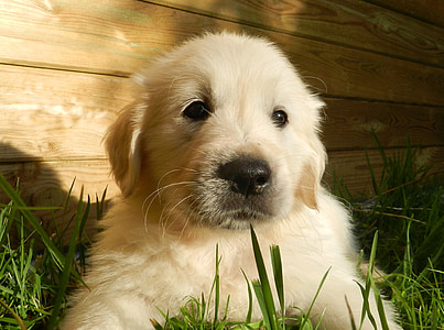 golden retriever puppy resting on grasses thumbnail