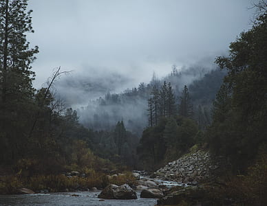 mountain covered with trees at daytime thumbnail