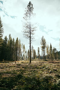 forest under white sky thumbnail