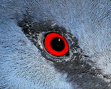 red and white animal's eye thumbnail