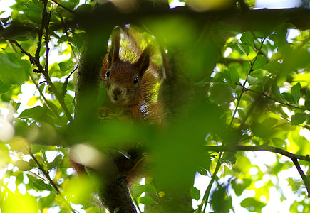 brown squirrel on the tree thumbnail