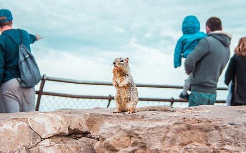 selective focus photography of rodent standing on rock thumbnail
