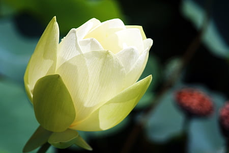 macro photography of white lotus flower thumbnail