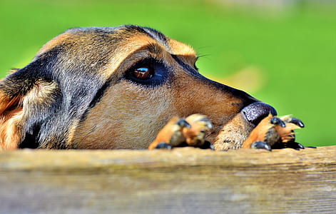 selective focus photo of black and tan dog thumbnail