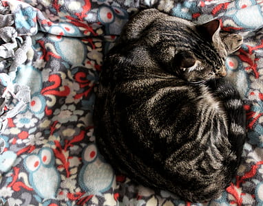 Grey Tabby Cat on Multicolored Textile thumbnail