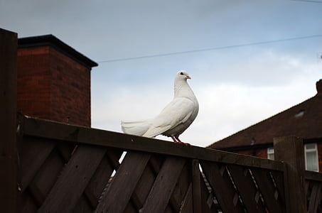 white pigeon perching on black wooden wall thumbnail