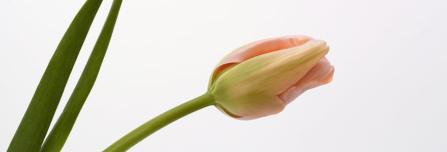 close shot photo of pink tulip thumbnail