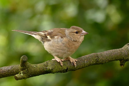brown bird on tree bark focus photography thumbnail