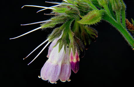 closeup photo of purple petaled flowers thumbnail
