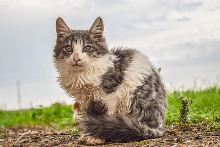 selective focus photograph of gray and white furred cat thumbnail