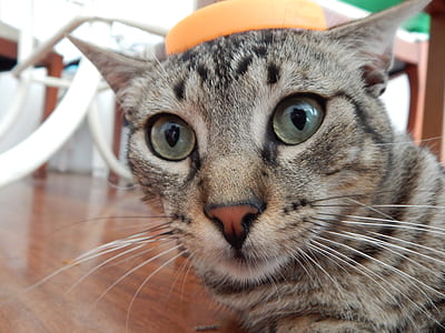 gray tabby cat indoors thumbnail
