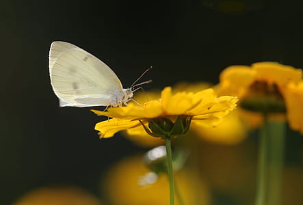 selective focus photography of white winged insect on yellow petaled flower thumbnail