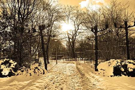 bare trees at winter season thumbnail