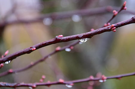 shallow focus photography of brown log thumbnail