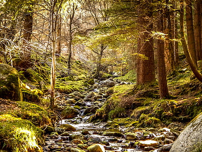 river with stones coated green moth surrounded trees photo thumbnail
