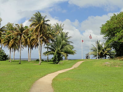 coconut trees thumbnail