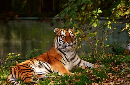 photograph of tiger lying on grass thumbnail