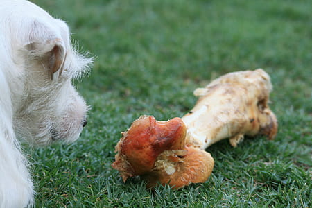 long-coated white dog looking at bone thumbnail
