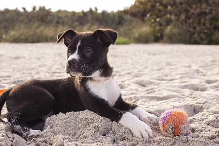 black and white American pit bull terrier puppy laying down on gray sand with orange ball thumbnail