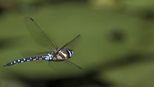 flying dragonfly thumbnail