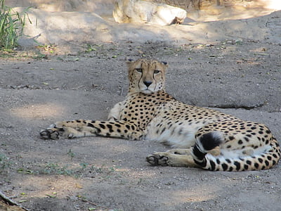 cheetah laying down thumbnail
